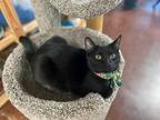 Sassy Domestic Shorthair Young Male