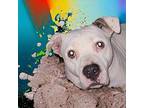 Rosanna American Bulldog Adult Female