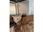 Prince(Bonded w/Duke) Domestic Shorthair Young Male