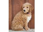 PUPPY ROSALITA Golden Retriever Puppy Female