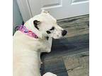 Ophelia American Staffordshire Terrier Adult Female