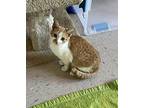Barn Cat Domestic Shorthair Kitten Female