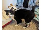 Cooper Domestic Shorthair Adult Male