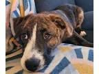 Tish $475 Catahoula Leopard Dog Puppy Female