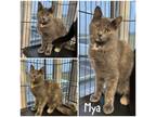 Mya Domestic Shorthair Young Female