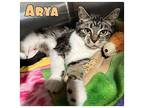 Arya Domestic Shorthair Young Female