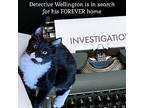 Detective Wellington Domestic Mediumhair Kitten Male