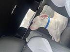 Goose Dogo Argentino Young Male