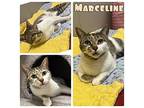 Marceline Domestic Shorthair Adult Female