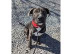 Eeyore American Staffordshire Terrier Young Male