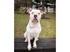 Yeti *LIVING IN BOARDING!!**NEED OUT ASAP American Pit Bull Terrier Adult Male