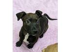 Indigo Mixed Breed (Medium) Puppy Male