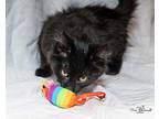 Brooks Domestic Longhair Kitten Female