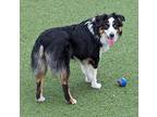 Emaline Australian Shepherd Young Female