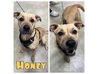 Honey Boxer Adult Female