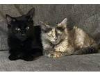 Nina and Otzi Domestic Mediumhair Kitten Female
