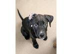 Lotus Mixed Breed (Large) Puppy Male