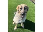 Sunny Great Pyrenees Young Female