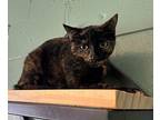 Daisy Domestic Shorthair Young Female