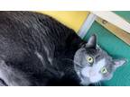 Catwoman Domestic Shorthair Adult Female