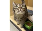 Winnie Domestic Shorthair Senior Female