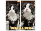 Pepe Le Pew Domestic Longhair Adult Male