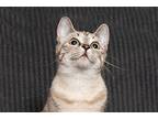 LITTLE SAHARA Domestic Shorthair Young Female