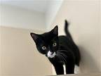 Otto Domestic Shorthair Young Female