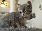 Siatama Domestic Shorthair Kitten Male