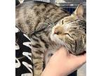 Tom Domestic Shorthair Adult Female