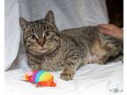 Belle Creek Domestic Shorthair Young Female