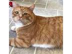 Newbie Domestic Shorthair Adult Male