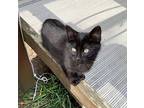 Sable - Courtesy Listing Domestic Shorthair Kitten Female