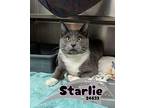 Starlie Domestic Shorthair Young Female