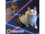 Kristoff Domestic Shorthair Kitten Male