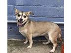 Raccoon Mixed Breed (Small) Adult Female