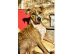 Fontaine Boxer Young Male