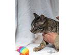 Babb Domestic Shorthair Young Female