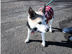 Mercedes Jack Russell Terrier Senior Female