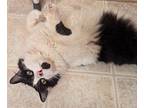 King Domestic Longhair Young Male