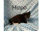 Hippo Domestic Shorthair Young Female