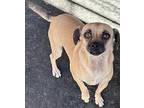 Puggle Pug Young Female