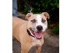 Sunshine American Staffordshire Terrier Adult Female