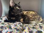 Moira Rose Domestic Shorthair Young Female