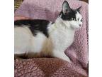Poppy Domestic Shorthair Young Female