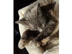 Misty Domestic Shorthair Adult Female