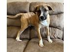 Sancho Boxer Puppy Male