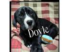 Doyle Hound (Unknown Type) Puppy Male