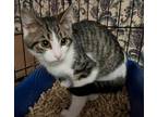 Biscuit Domestic Shorthair Kitten Male