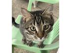 Ed Domestic Shorthair Kitten Male